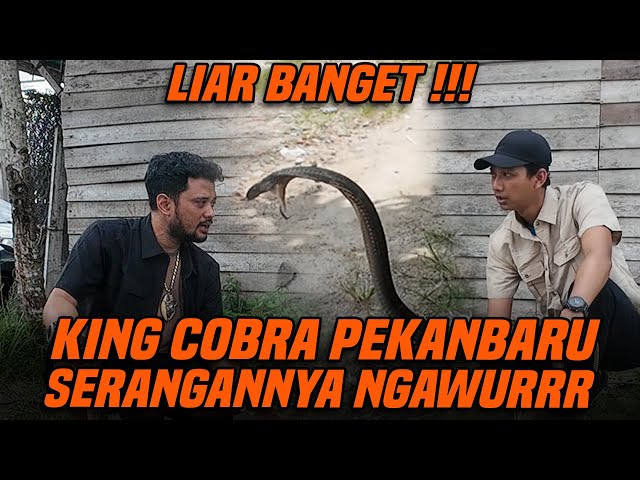 TEST KEGANASAN KING COBRA PEKAN BARU YANG SUPER GALAK !! class=