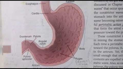 MOTOR FUNCTIONS OF STOMACH PHYSIOLOGY《EASY NOTES》GASTROINTESTINE TRACT LEC 2