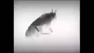 Fish Spinning Claimed Form Discord