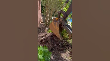 Shrub Removal #miniexcavator #landscpaing