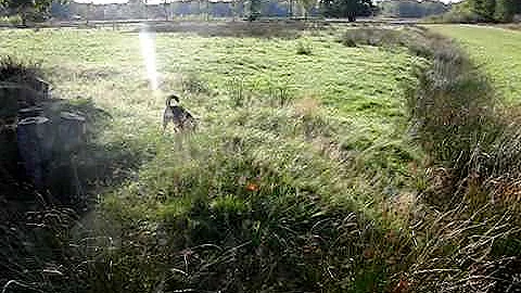 Watch the video about A compilation of my cats in slow motion