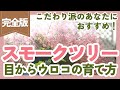 【スモークツリーの育て方☁️】ふわふわの花が咲かない理由や日々のお世話まで!疑問を丸ごと解決します【ガーデニング】【園芸】