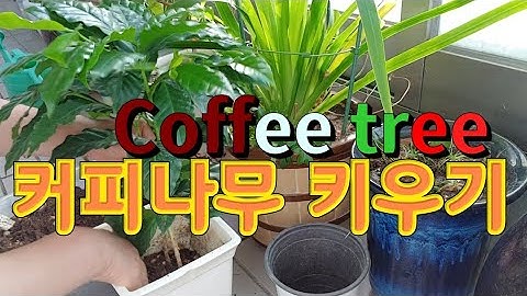 #커피나무 기르기 #Coffee tree #커피나무 화분갈이