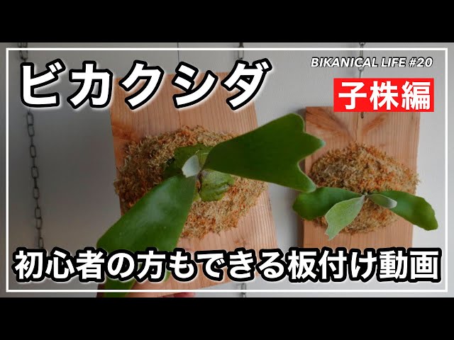 ビカクシダ☆植物☆美株ナロータイプ☆細葉リドレイコンパクト☆胞子培養☆コルク仕立