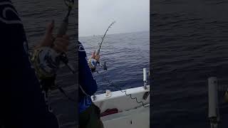 #fishing #mediterranean #albacore #amigos  bacoreta XXL 💪💪