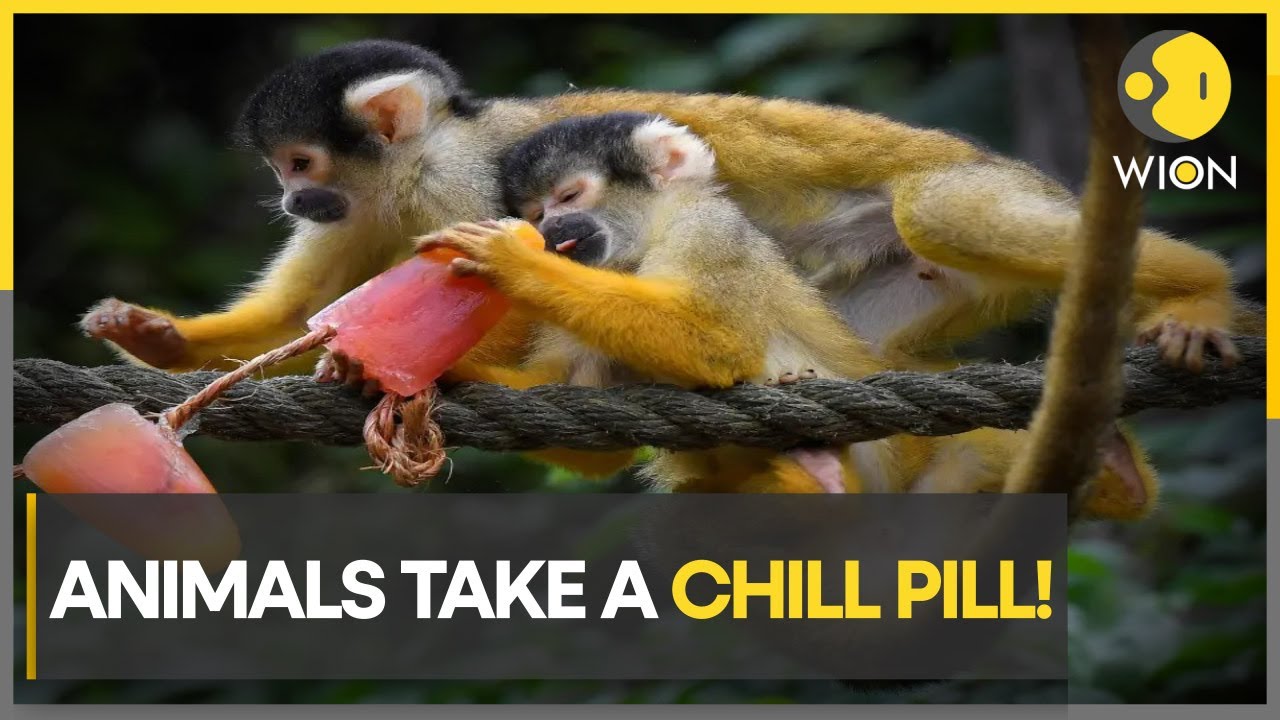 London zoo animals chill out with rainbow ice lollies | WION Climate Tracker