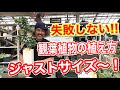 【観葉植物】植え方伝授！