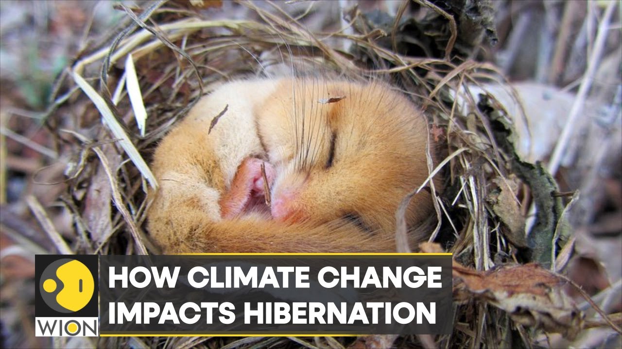 WION Climate Tracker: Shorter and warmer winter is disrupting hibernation process | English News