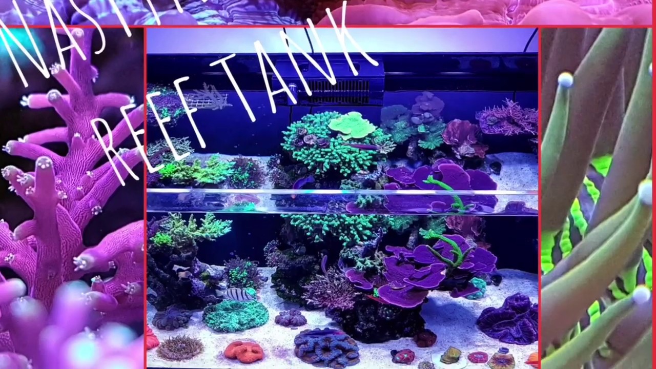 RedSea Reefled ’s 3 week review