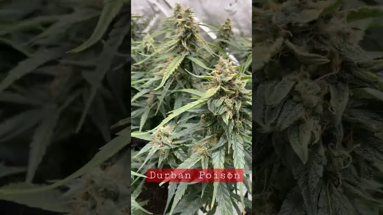 Durban Poison Autoflower, ILGM