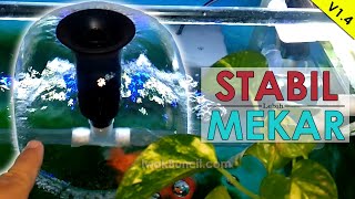 Update Terbaru Mushroom V1.4 di Aquarium Buncit 60 cm: Lebih Mekar, Stabil, Oksigen Melimpah