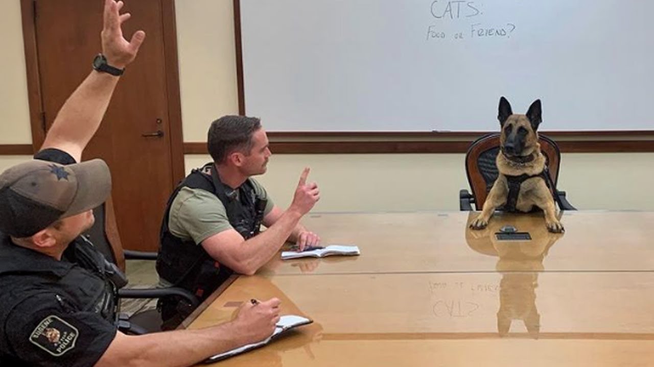 When You Own a DOG with a Brain the Size of Planet 😲 Funniest Dog Ever!