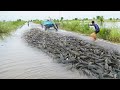 Handsome fisherman catching &amp; Catfish on The Road Flooded 2022 - Amazing Fishing video on YoTube