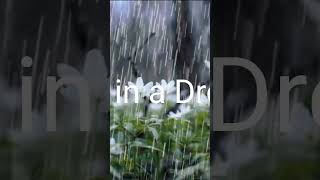 Rain Dream interpretation