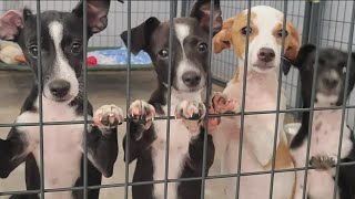 Orphaned pets from Maui fire heading to San Diego