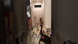 Soy el Pipo videos ❤️🐾🐱🥹