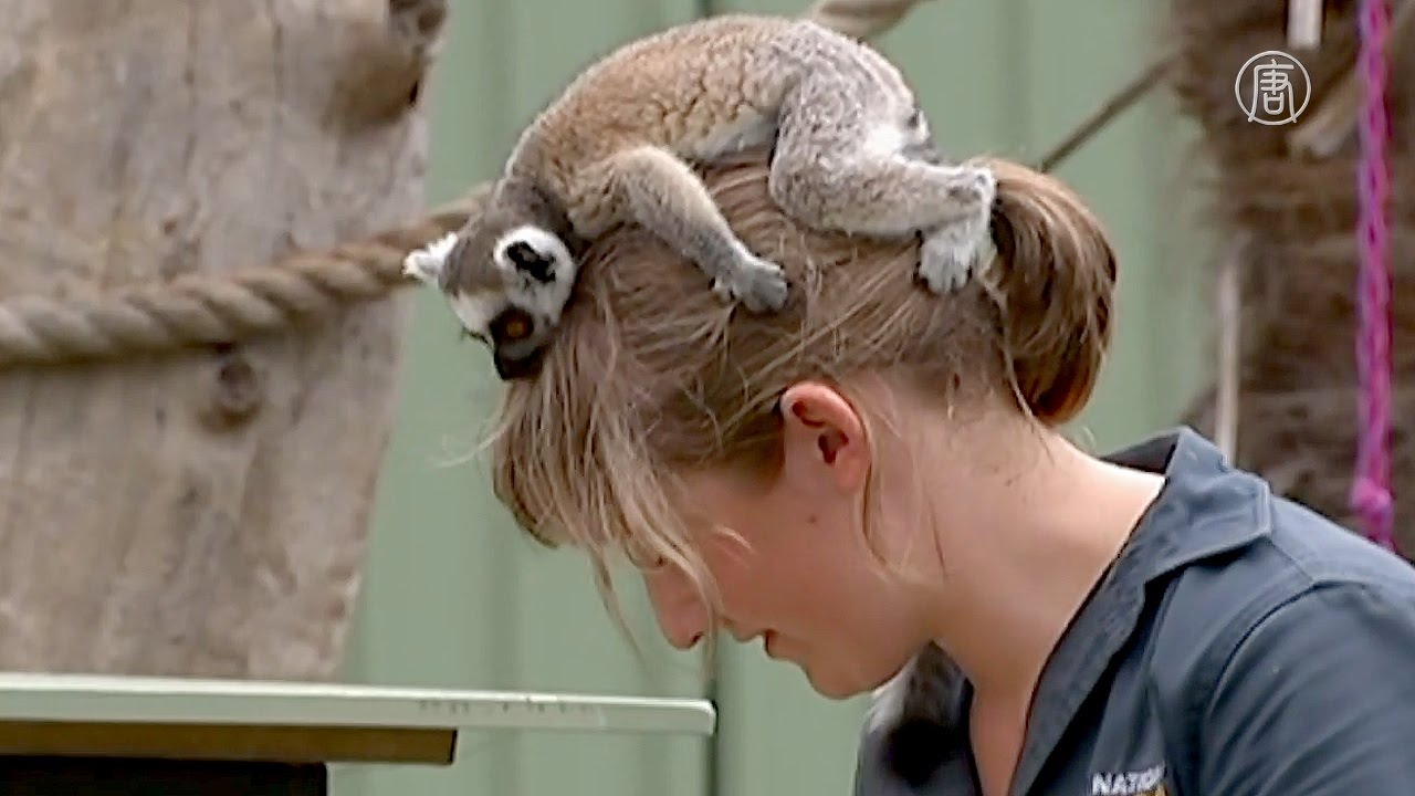 Сотрудница зоопарка выкормила лемура (новости)