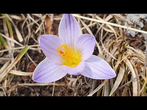 Погодка в горах меняется...Красота горных крокусов. 15 марта.