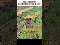 驚きの養鶏場!山間部の特別な鶏小屋とは?  #養鶏場 #特別な方法 #効率アップ #驚き #未来
