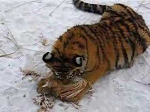 Visited Siberian Tiger Park in Harbin and watched a tiger eat a chicken alive!