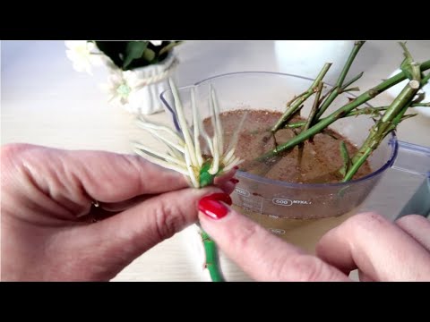 Видео: Вы можете срезать цветы гибискуса для вазы?