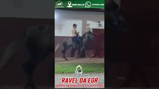 A máquina do haras o RAVEL DA FGR garanhão registrado neto do Elfo do Porto Azul #mangalargamachador