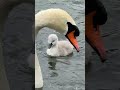 "Five cygnets feed on the Serpentine with their parents on a gusty cloudy day 🦢 🦢🐥🐥🐥🐥🐥🌊🌬️☁️"