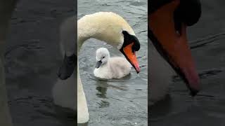 "Five cygnets feed on the Serpentine with their parents on a gusty cloudy day 🦢 🦢🐥🐥🐥🐥🐥🌊🌬️☁️"
