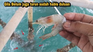 Kaplak..!! Even if you use dead shrimp, let alone use live shrimp