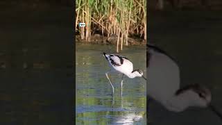 Iğdırda Mola Veren Kılıçgaga Kuşunun Beslenme Anı Kamerada