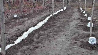 видео: @Укрытие винограда на зиму. Опыт Якушенко В.Е. картинка: @Укрытие винограда на зиму. Опыт Якушенко В.Е.