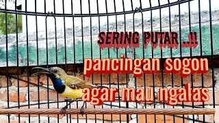 PANCINGAN SOGOK ONTONG AGAR MAU NGALAS #pancingansogonbunyi #sogokontongngalas #pancingansogonngalas