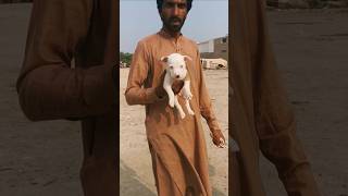 Russians puppy#shorts #youtubeshorts #Russian #zerosize