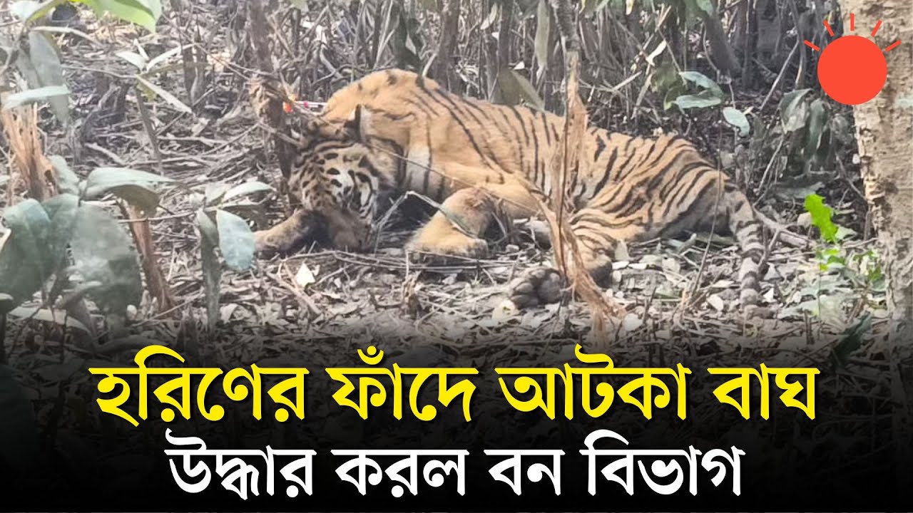 সুন্দরবনে হরিণের ফাঁদে আটকা বাঘ, উদ্ধার হলো যেভাবে | Tiger & Deer | Sundarban | News | Prothom Alo