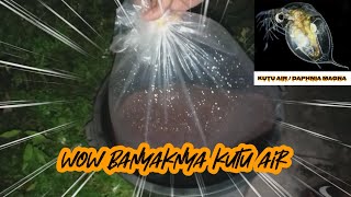 Cara Mudah Ternak Kutu Air | Daphnia Magna Untuk Makanan Ikan Laga Cara Mudah Ternak Kutu Air | Daphnia Magna Untuk Makanan Ikan Laga
