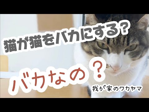 しゃべる猫】引き算が分からない猫 - YouTube