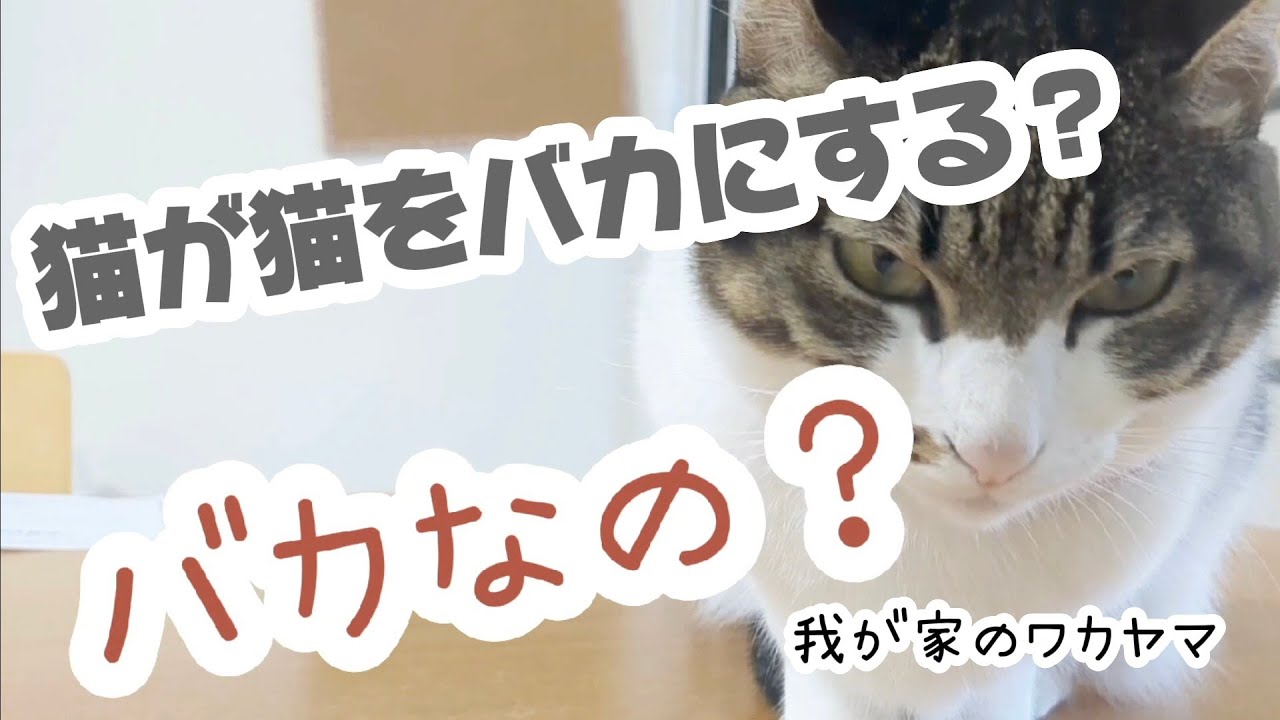 しゃべる猫】引き算が分からない猫 - YouTube