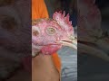 Crying Chicken Please Subscribe My Channel