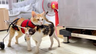 Kitten CoCo Follows Tony Riding Wheelchair To walk !