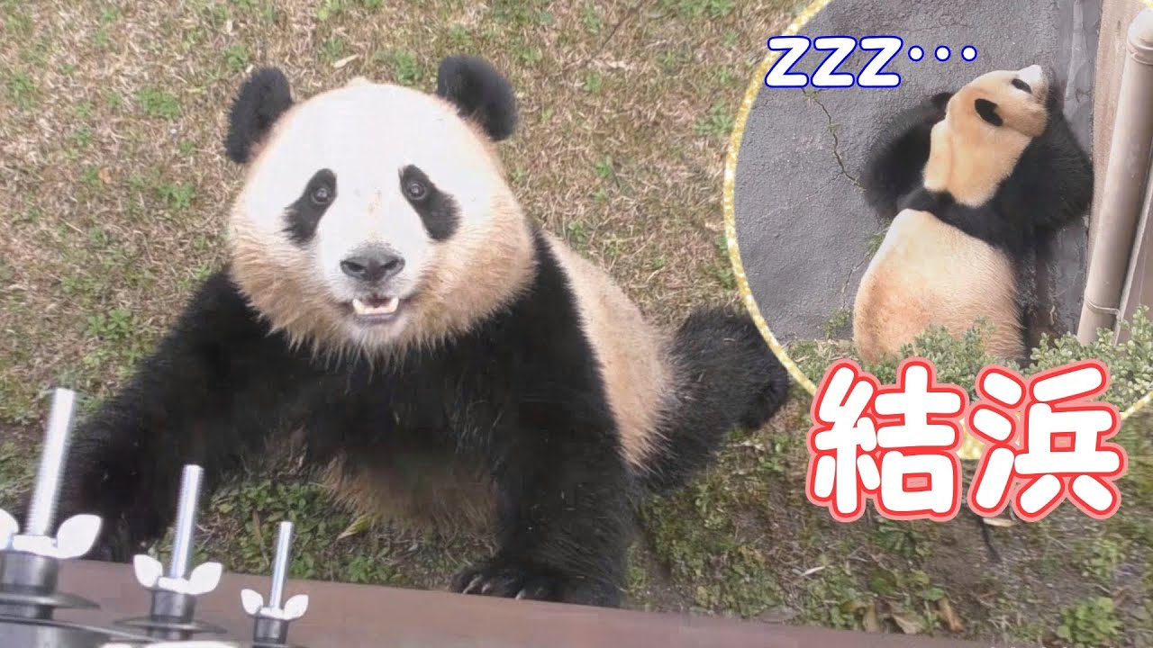 【モートで立ち寝✨】結浜🎀飼育員さんの声は子守歌!?【おねえちゃんパンダ】Giant Panda -Yuihin- ☆Pleasant voice…💕