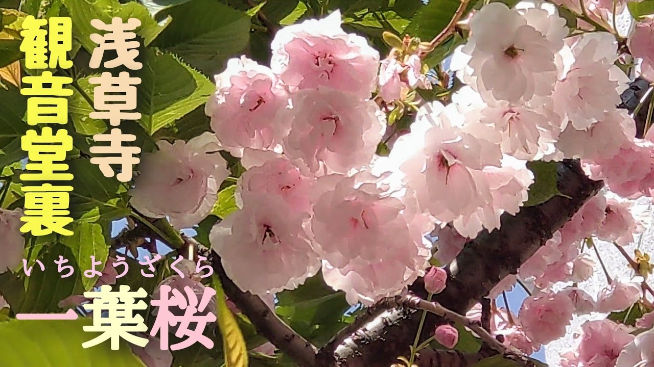 人気提案 浅草寺観音堂裏 一葉桜🌸(イチヨウザクラ) 2025年4月17日撮影 絵画