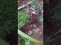 ДАЧА/РАБОТА И ДЕЛА ДАЧНЫЕ#дача #сад #блог #огород #цветы#garden #nature #работа#дела#осенниепосадки