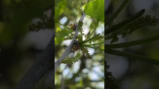 Maidenhair (male) - twig, leaves & flowers in the sun - April 2025