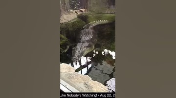 "Baru" the biggest crocodile in the world!