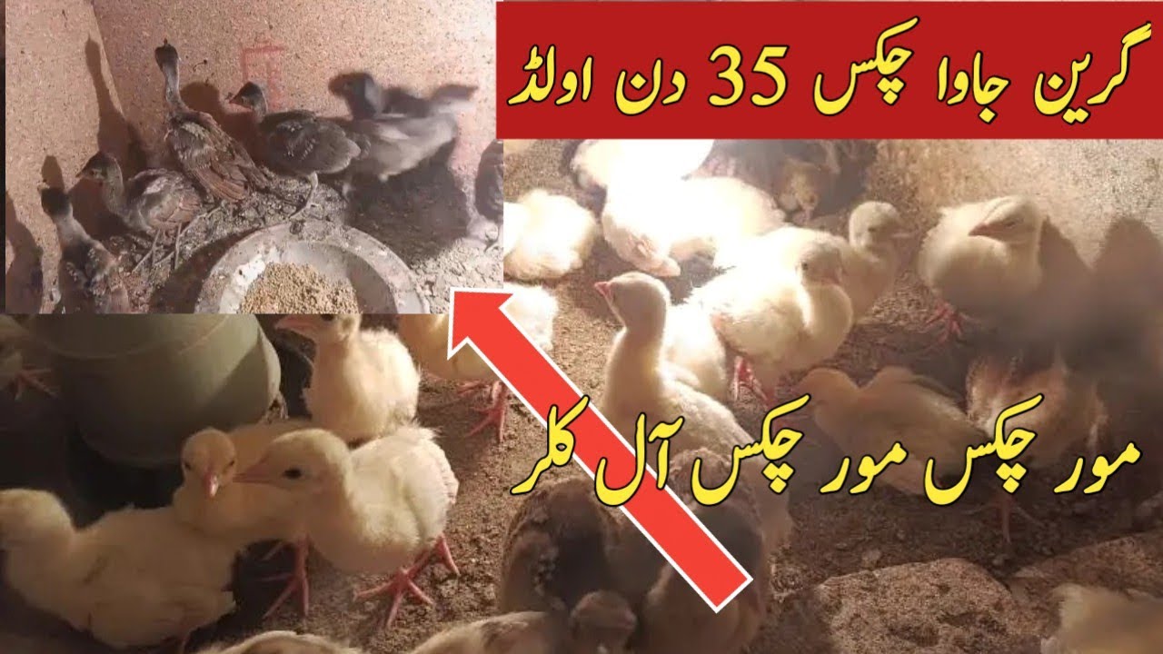 Java Peachick Green java peacock chicks aya gay | Ground Birds Farming, Green Java ...