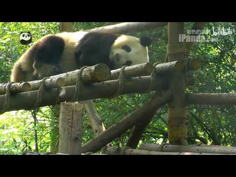 sneezing panda 这视频有毒！！看一次笑一次！！这喷嚏打得熊猫耳朵都快甩掉了