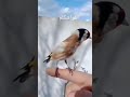 تكريمات جميلة لحسون مروض 