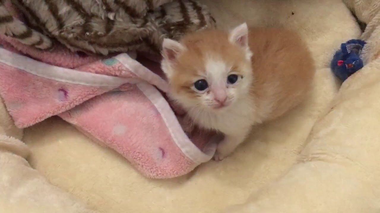 Lots Of Hollering Kittens Even More Kitten Poop Kitten Condos