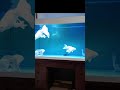 Platinum Butterfly Koi Carp Collection 532 - Platinum Butterfly Koi Fish Aquarium