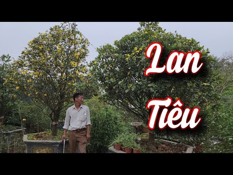 Video SH.5926. Nhiều cây Hoa Lan Tiêu và Mai tứ quí vườn... - youtube